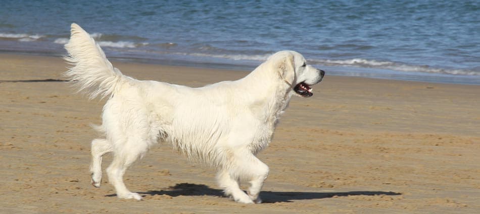 Marco, Golden Retriever de LunaBella en la playa