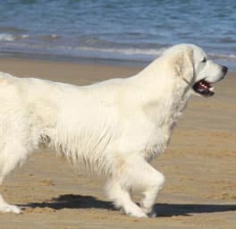 Crianza familiar de Golden Retriever