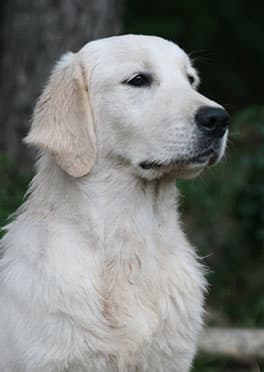 Golden Retriever campeón en exposición