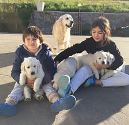 Socialización de cachorros Golden